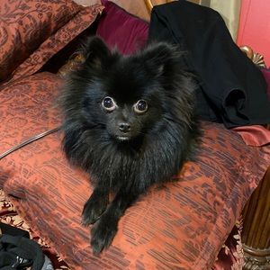 Meet your Posher, Lilly